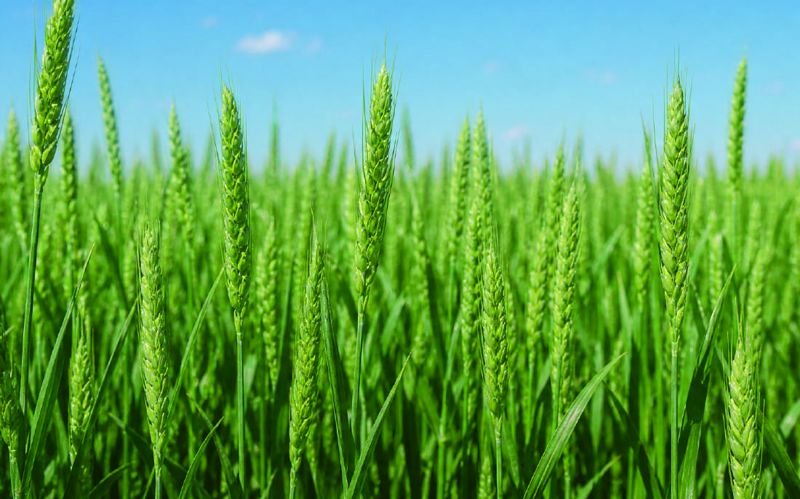Green wheat field under a blue sky