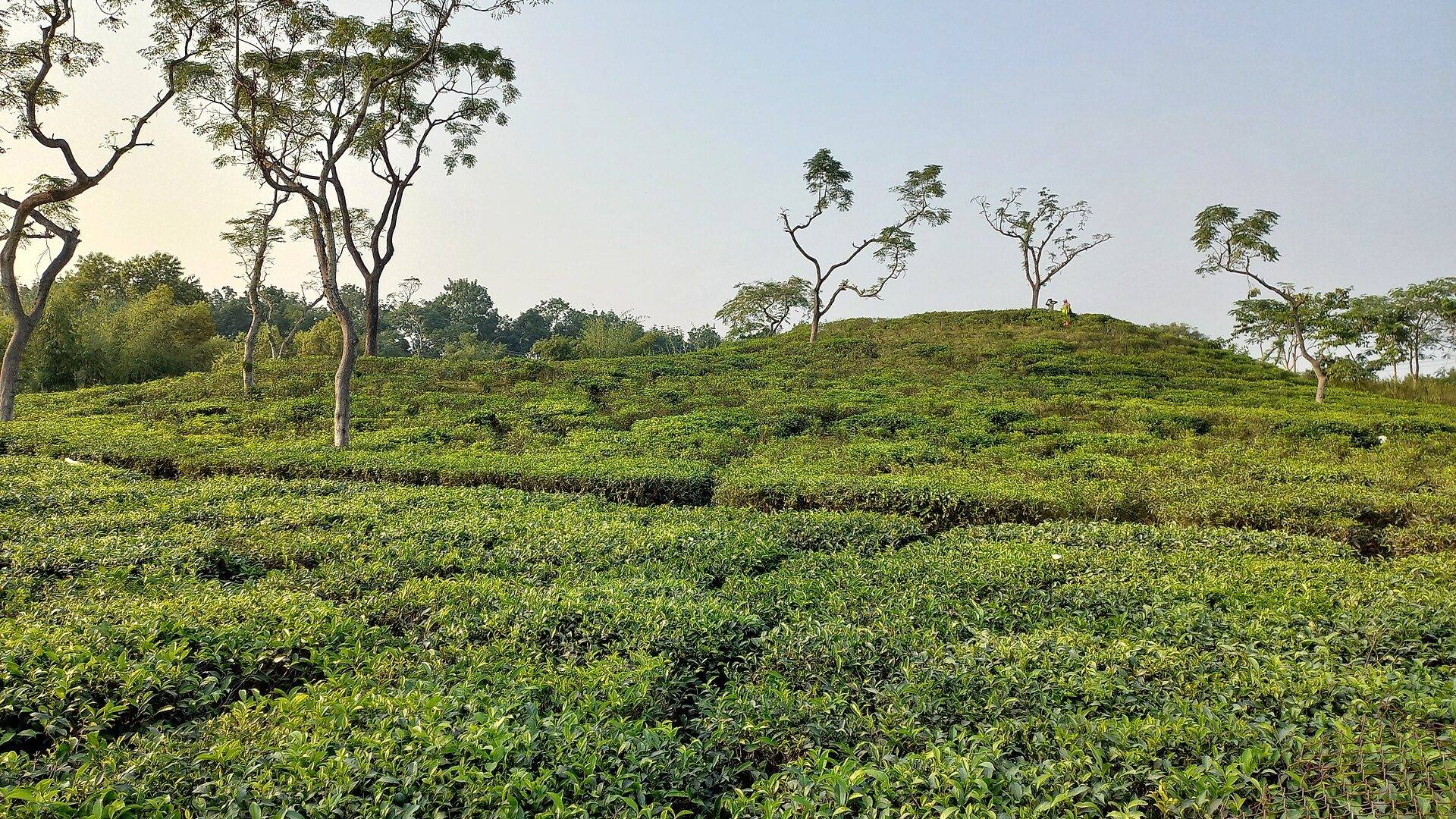 Green tea garden under an open sky