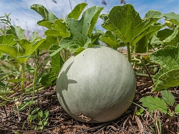 Muskmelon