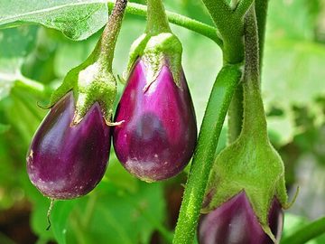 Eggplant
