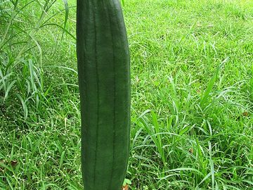 Sponge gourd