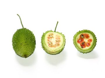 Teasel gourd