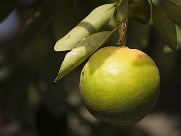 Malta orange