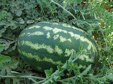 Watermelon