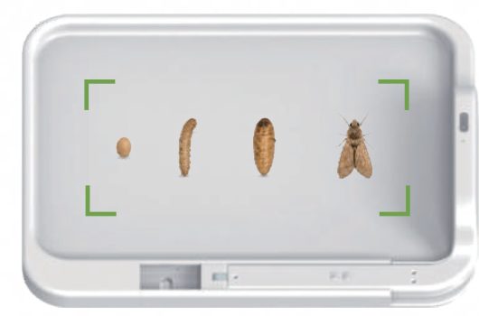 Insect counter tray showing insect life stages