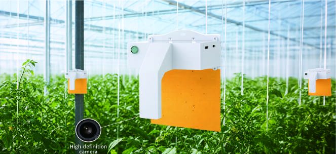 Hanging pest detector in a greenhouse