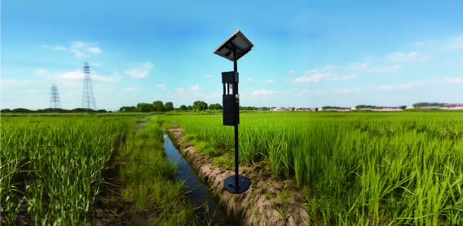 Solar pest forecasting lamp beside a rice field