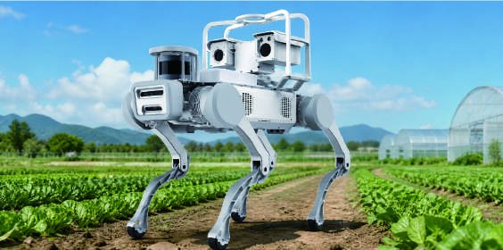 Four-legged scout rover in a vegetable field